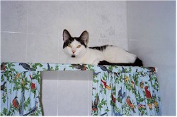 Algernon